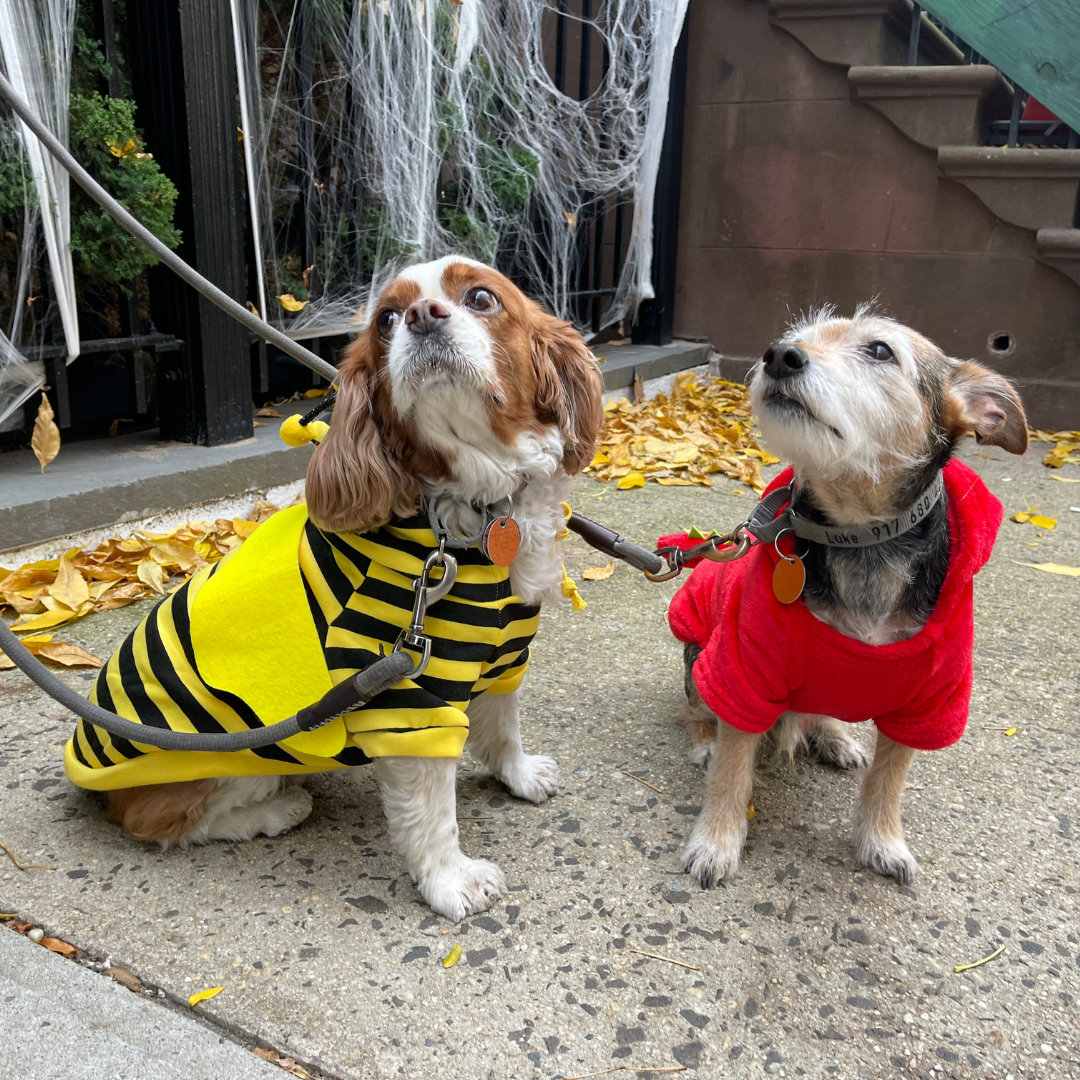 puppy town ncy (2)