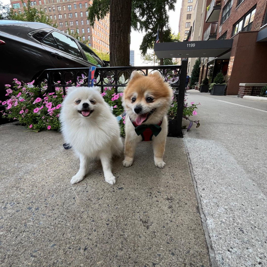 puppy town ncy (5)